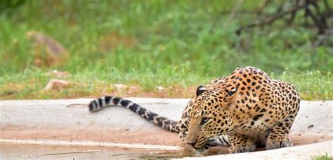 Amagarh safari near Galta ji .